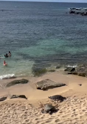 Maui Stories